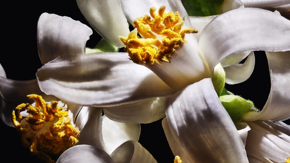 Orange Blossom Fragrant Flower
